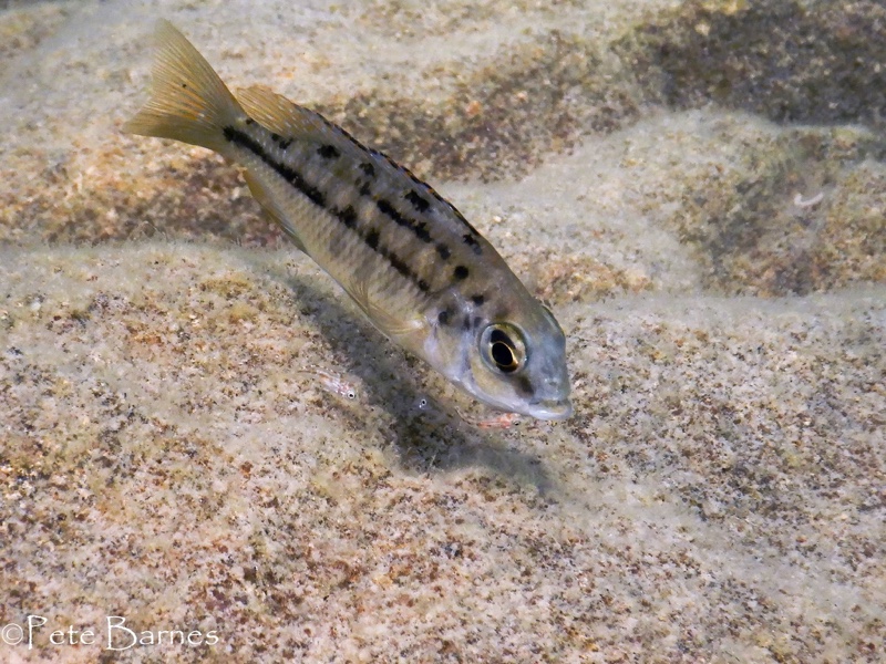 Protomelas taeniolatus 'Thumbi West Island'